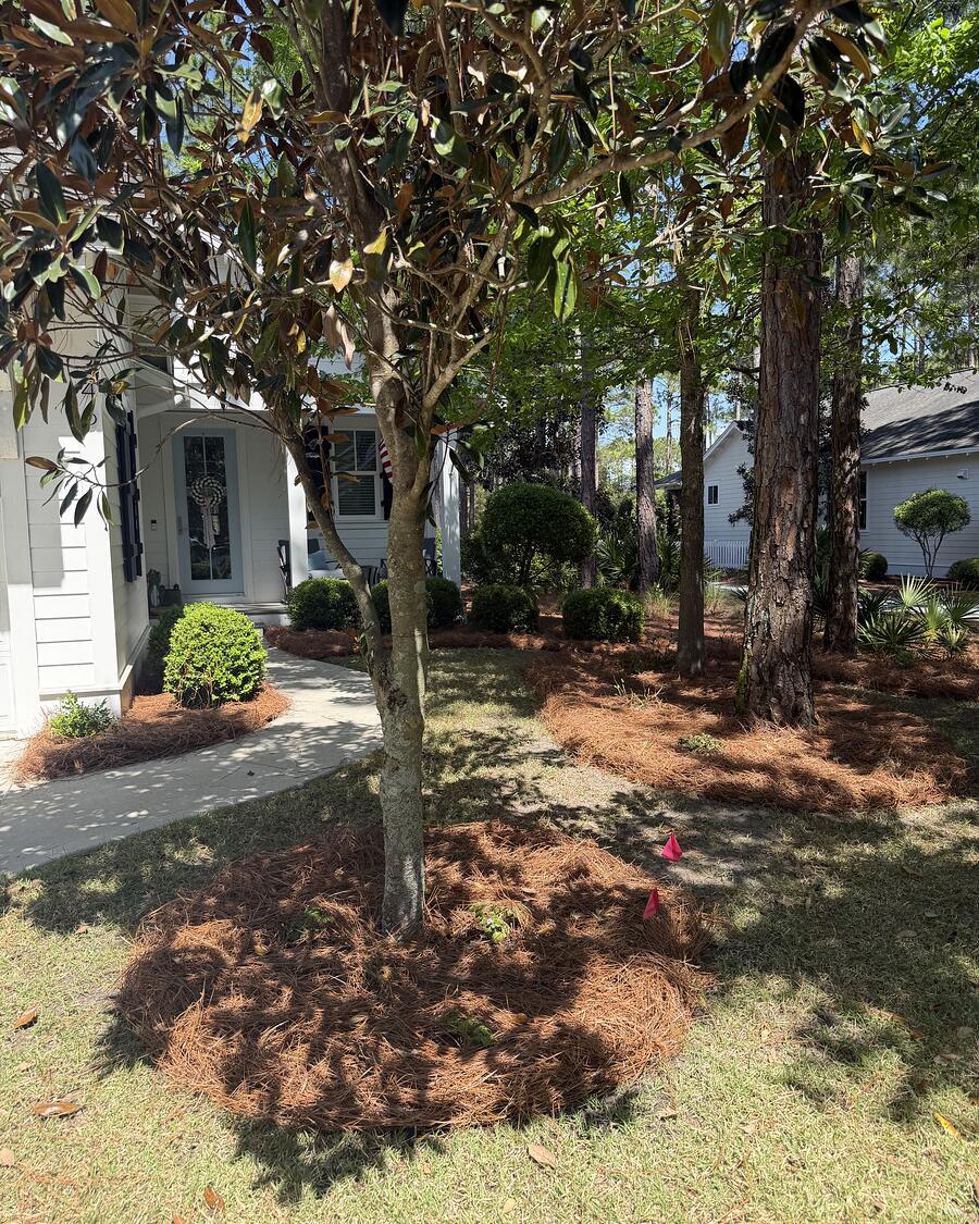 Crepe myrtles set in fresh pine straw beds with a clean bed line