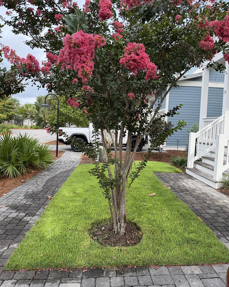 A crepe myrtle in bloom over a trimmed lawn