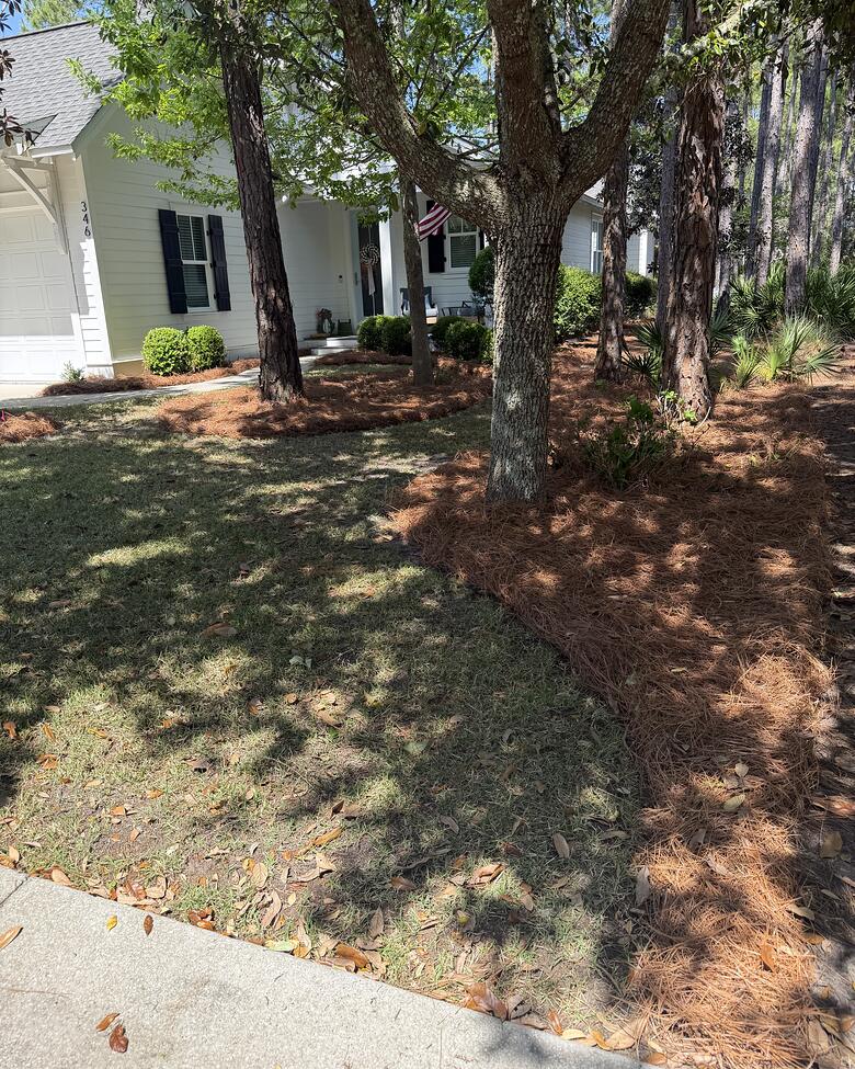 Fresh pine straw beds set around trees in a front yard