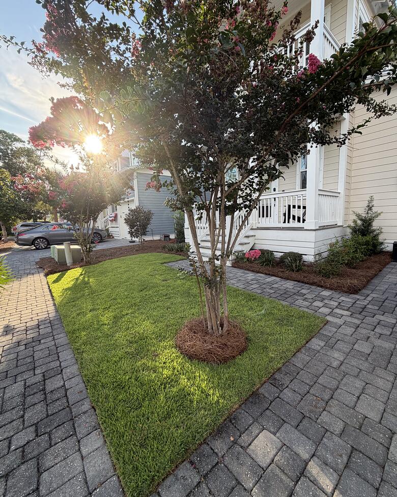 A tree ring bedded in fresh mulch beside a paver walk